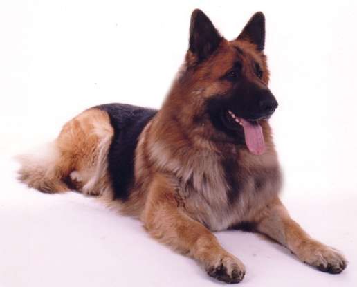 King german hot sale shepherd for sale