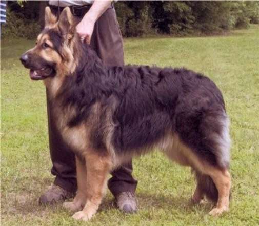 King shepherd sale dog for sale