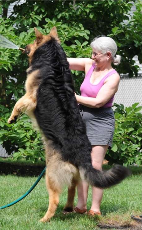 American best sale king shepherd